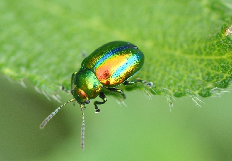 Prächtiger Blattkäfer (Chrysolina fastuosa)